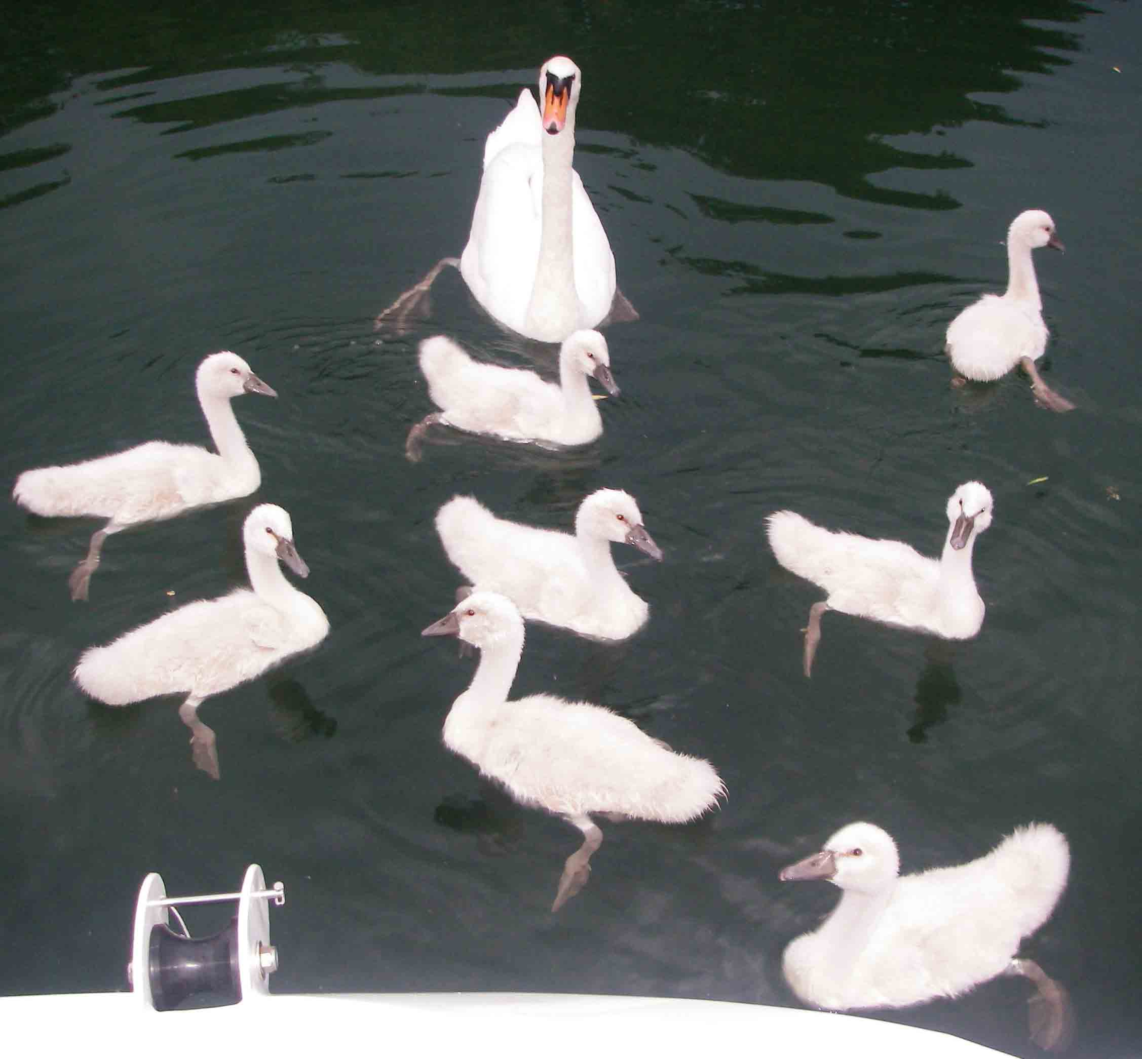 Swans-in-Dijon-basin
